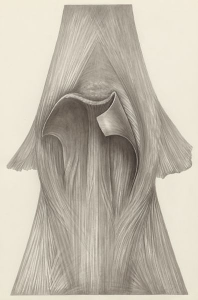 H.G Wetselaar, Muscular tissue of the hand or fingers