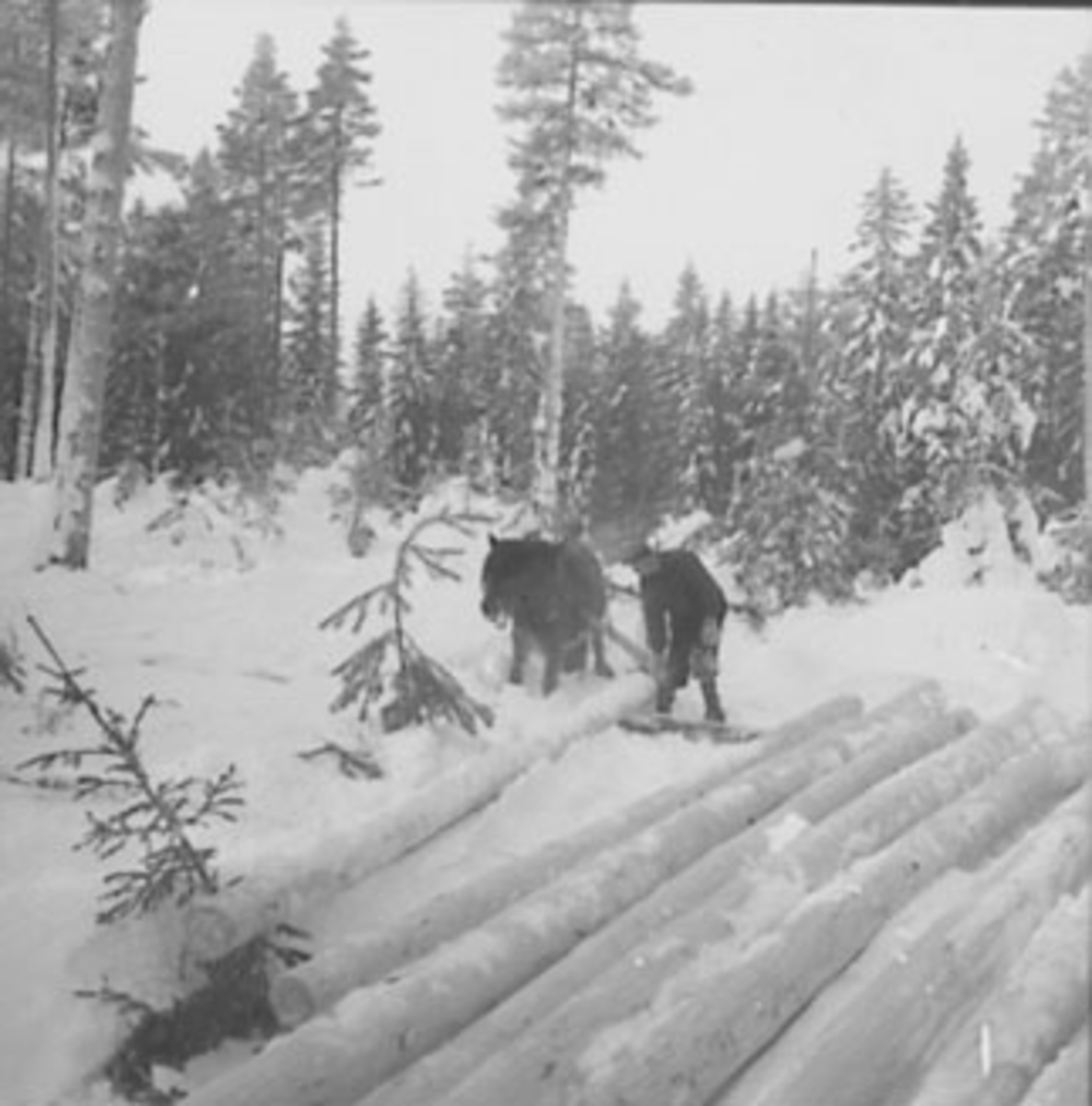 Anno Domkirkeodden, SKOGBRUK, TØMMERLUNNE, MANN OG HEST, VINTER, , STANGE