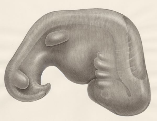 H.G Wetselaar, Embryo