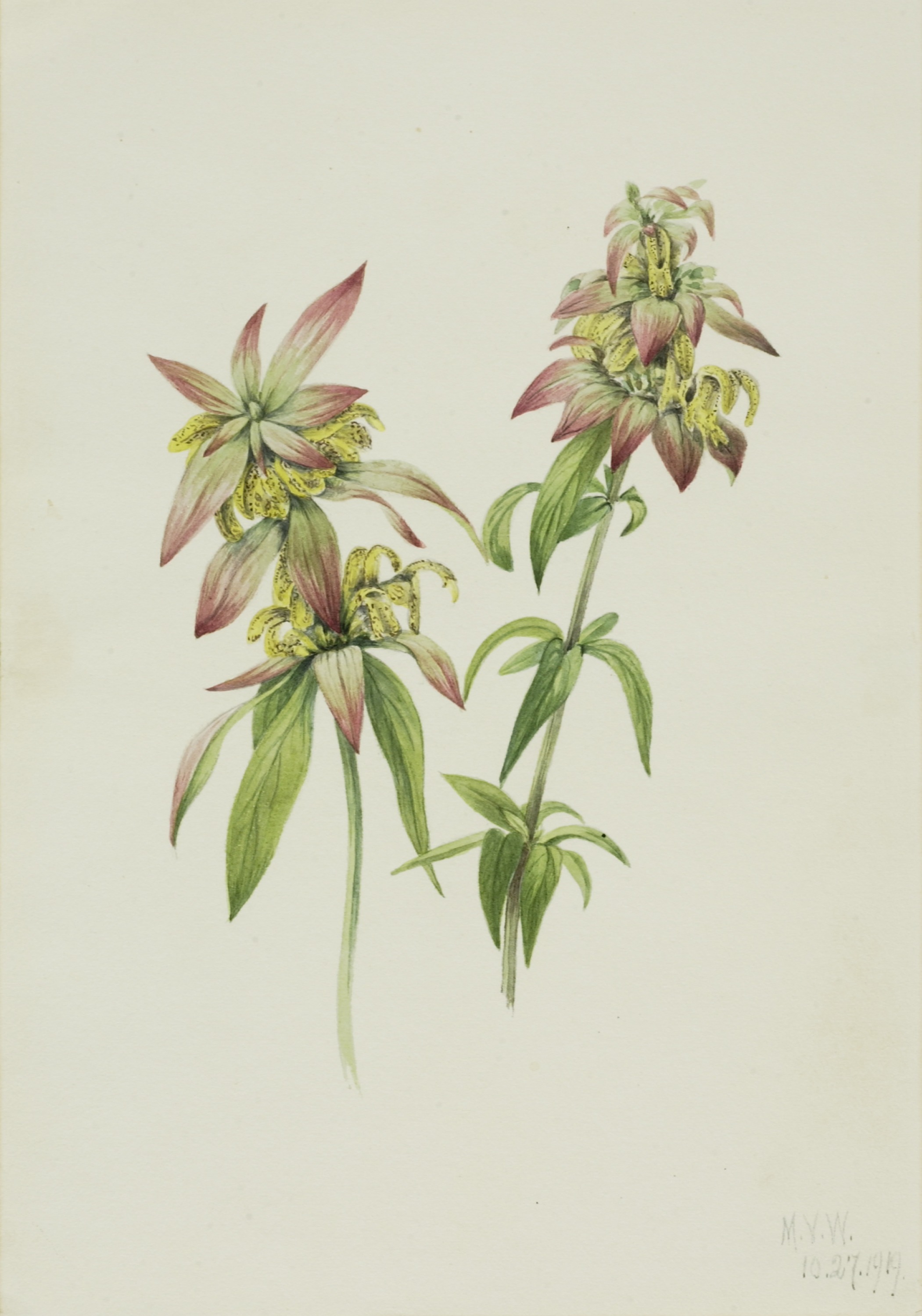 Mary Vaux Walcott, Spotted Bee Balm (Monarda punctata)