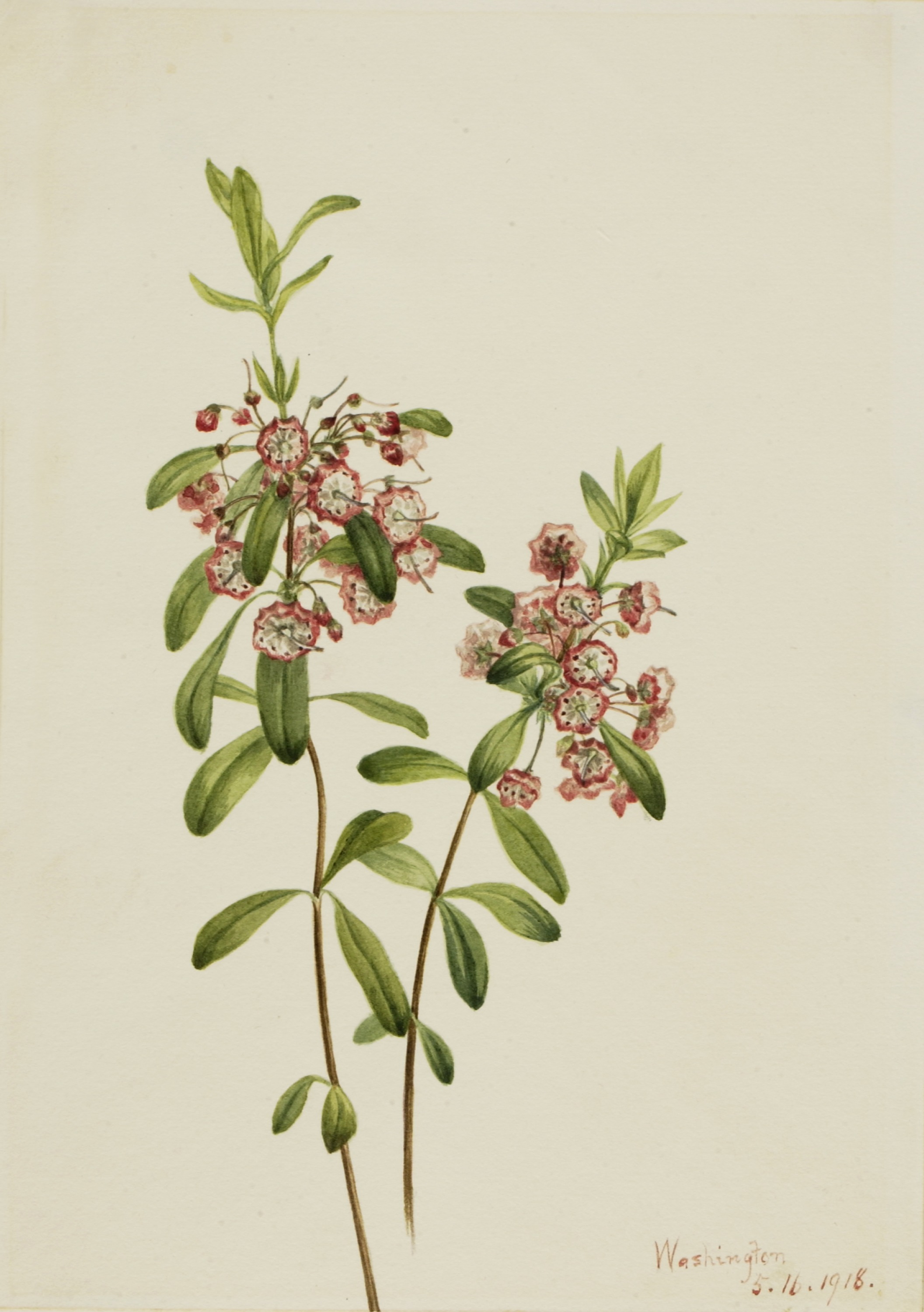 Mary Vaux Walcott, Lambkill (Kalmia angustifolia)