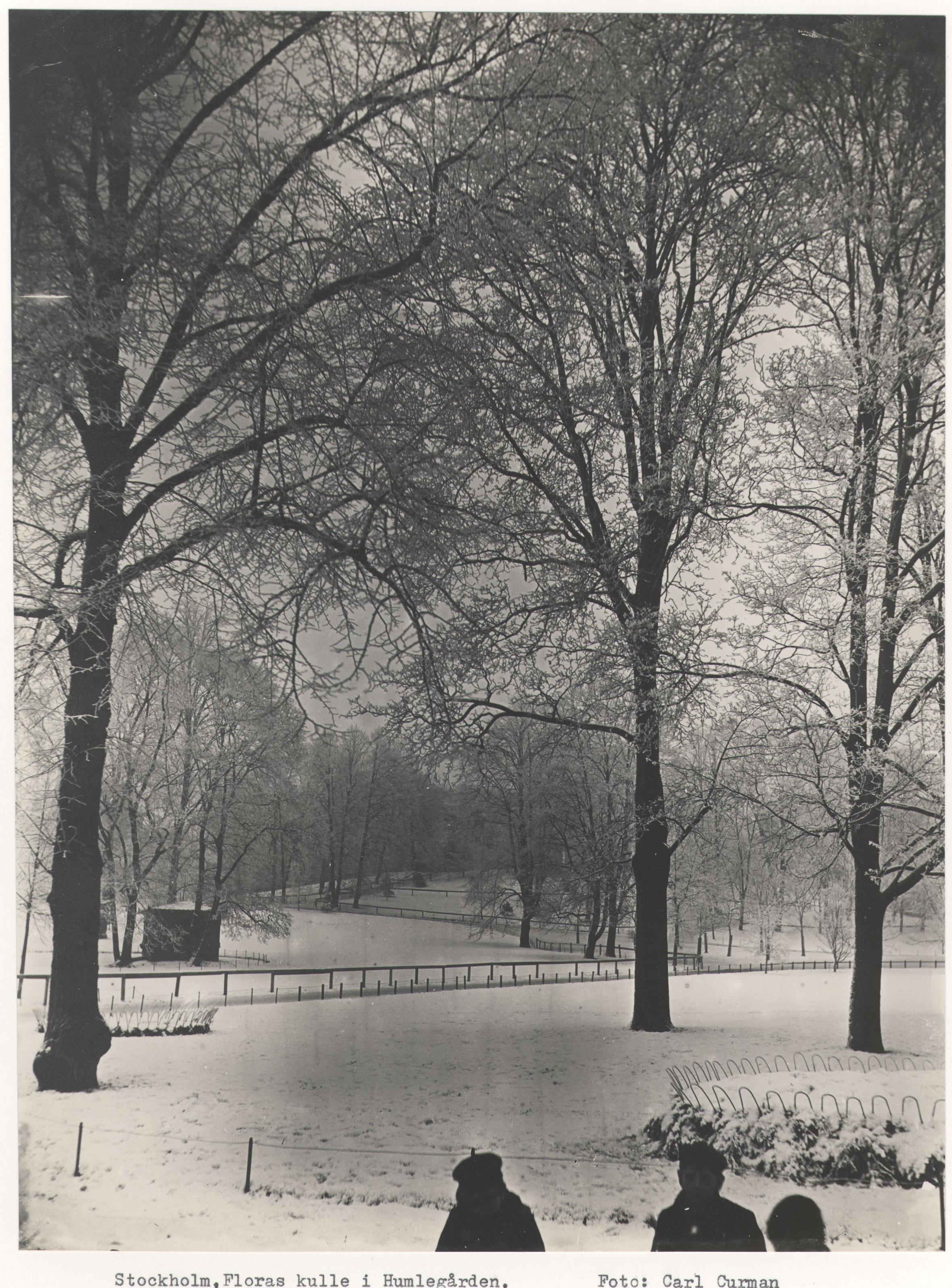 Carl Curman, Humlegården