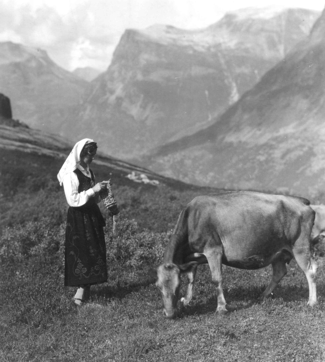 Anders Beer Wilse, En seterjente med strikketøy i Geiranger. En ku beiter ved siden av henne. Stranda 1938.