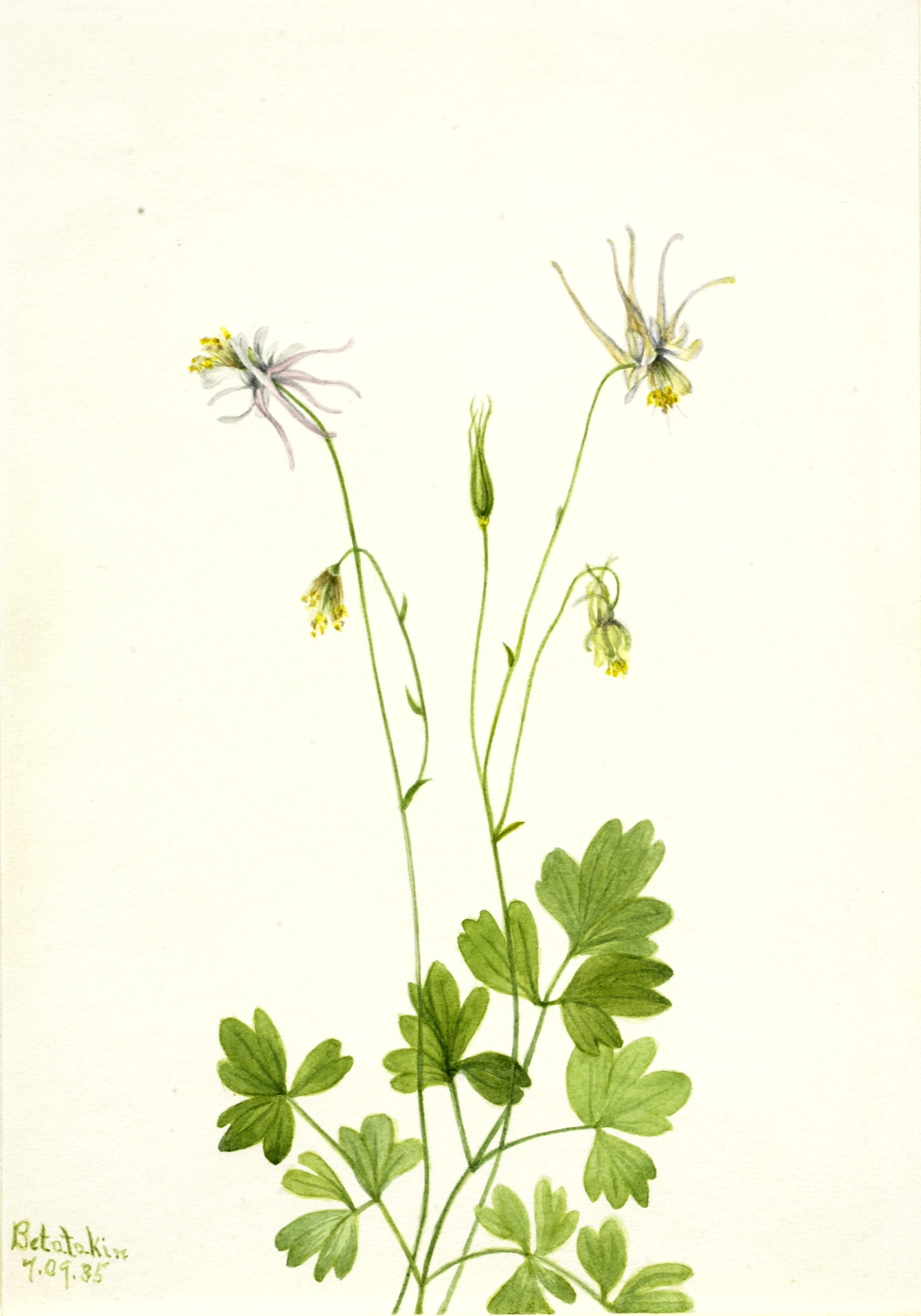 Mary Vaux Walcott, Aquilegia ecalcarata