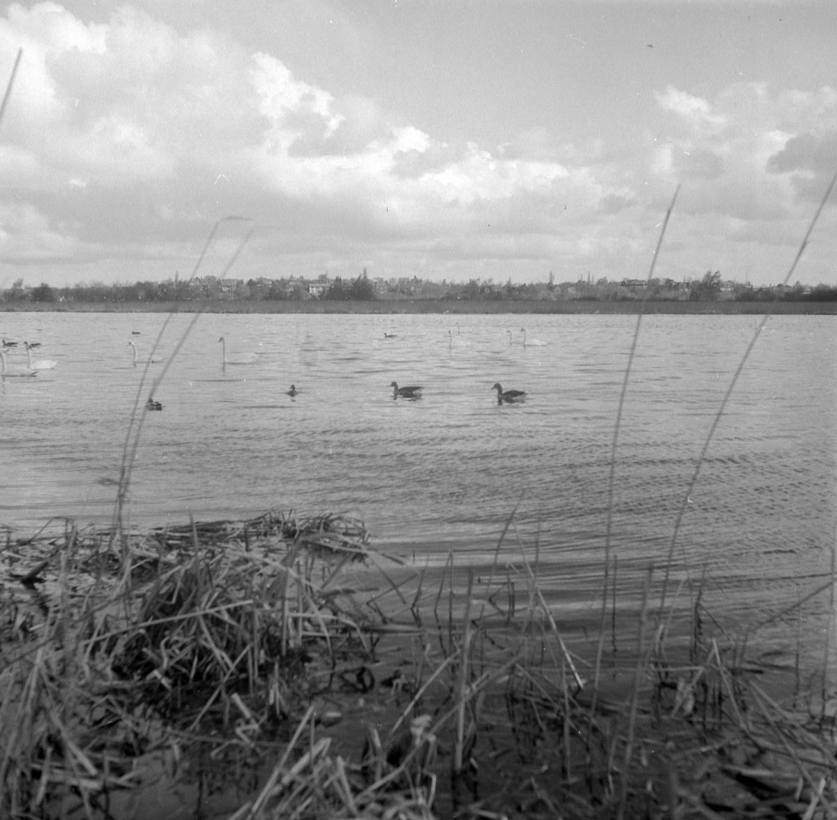 Adolf Skjegstad, ASK-04582
