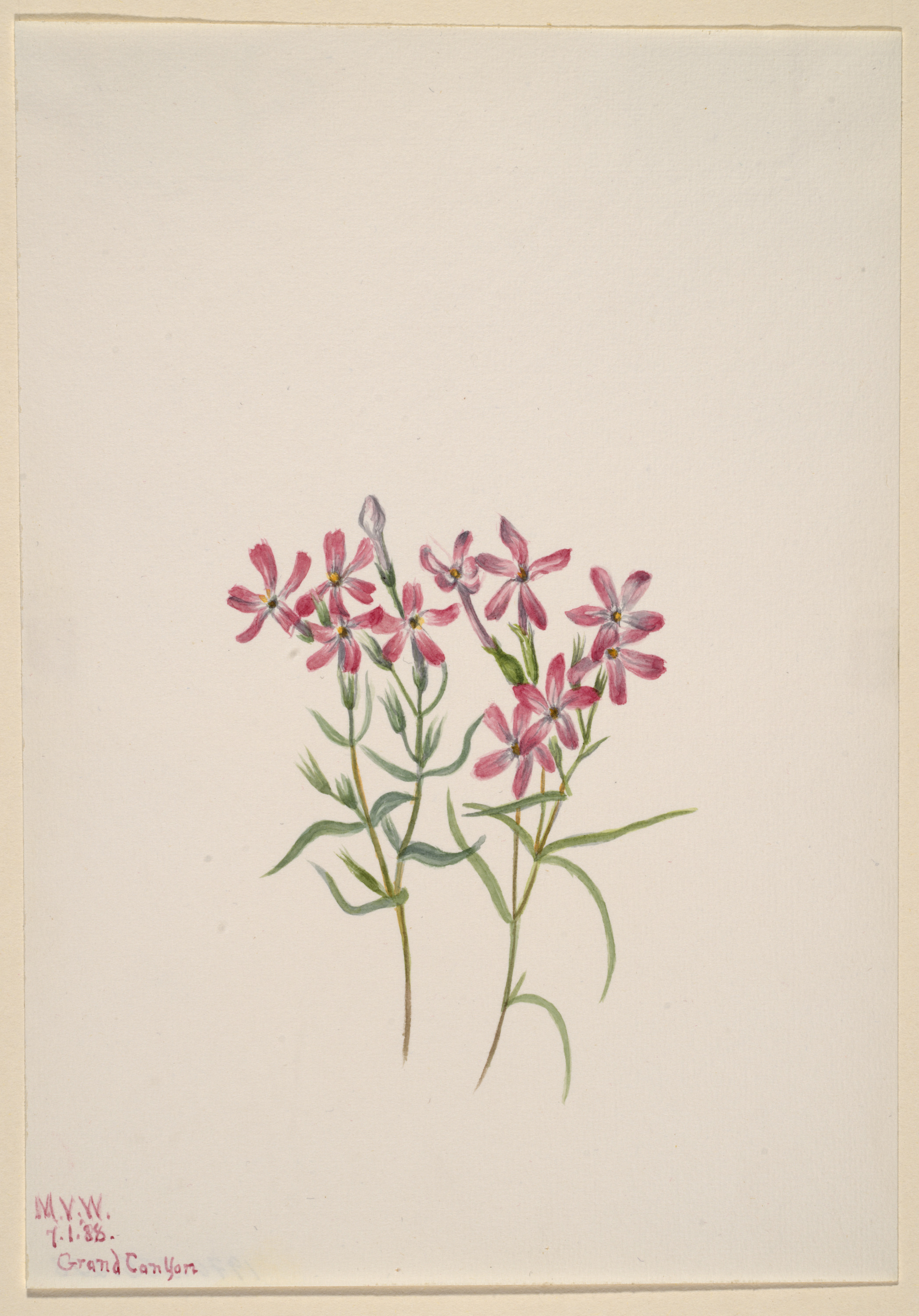 Mary Vaux Walcott, Phlox stansburyi