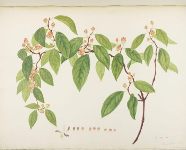 unknown, Flowers and Fruits