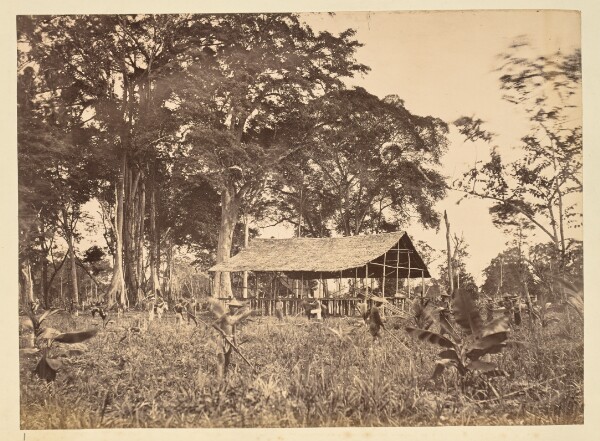 Unknown, [Workers in a plantation field]