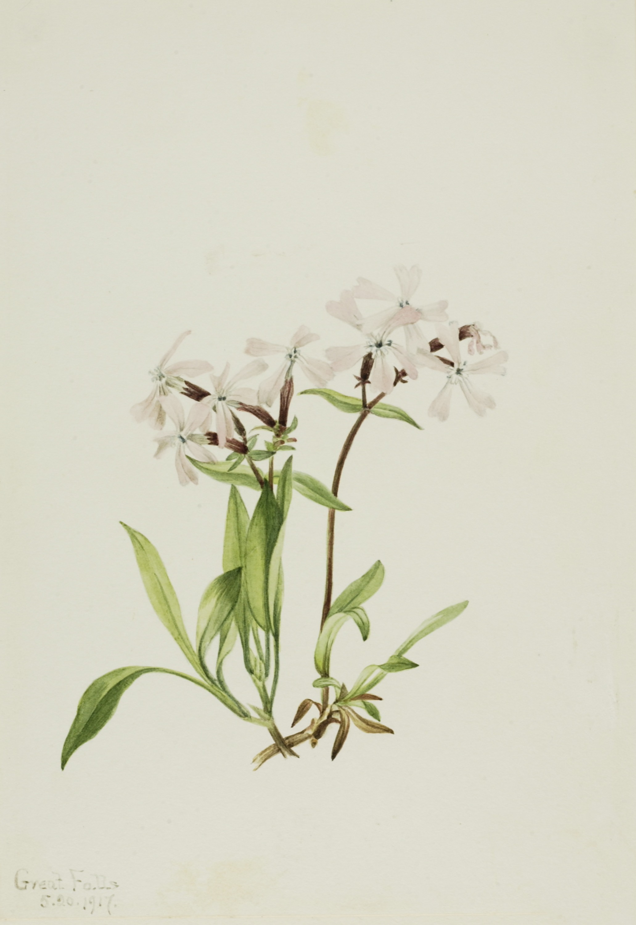Mary Vaux Walcott, Peatpink (Silene caroliniana)