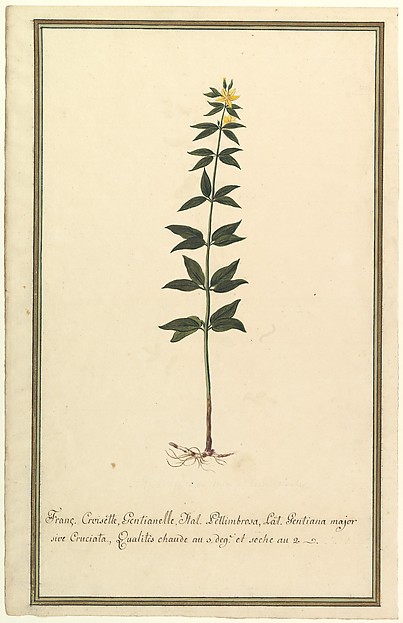 Anonymous, French, 19th century, Botanical Study of a type of Yellow Gentian (genus Gentiana Major) (recto); Botanical Study of the Ascyrum Hypericoides (verso)