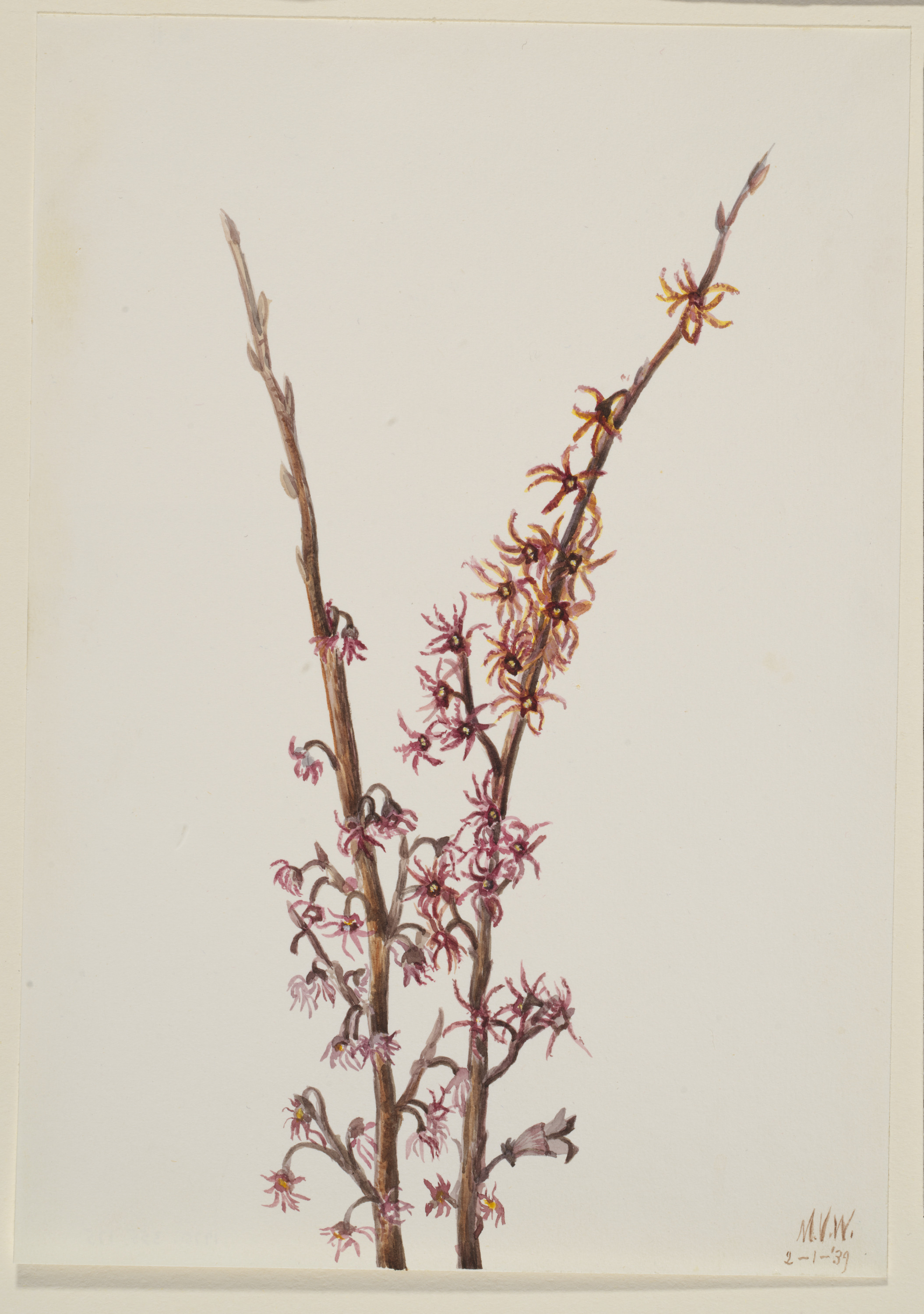 Mary Vaux Walcott, Untitled--Plant Study