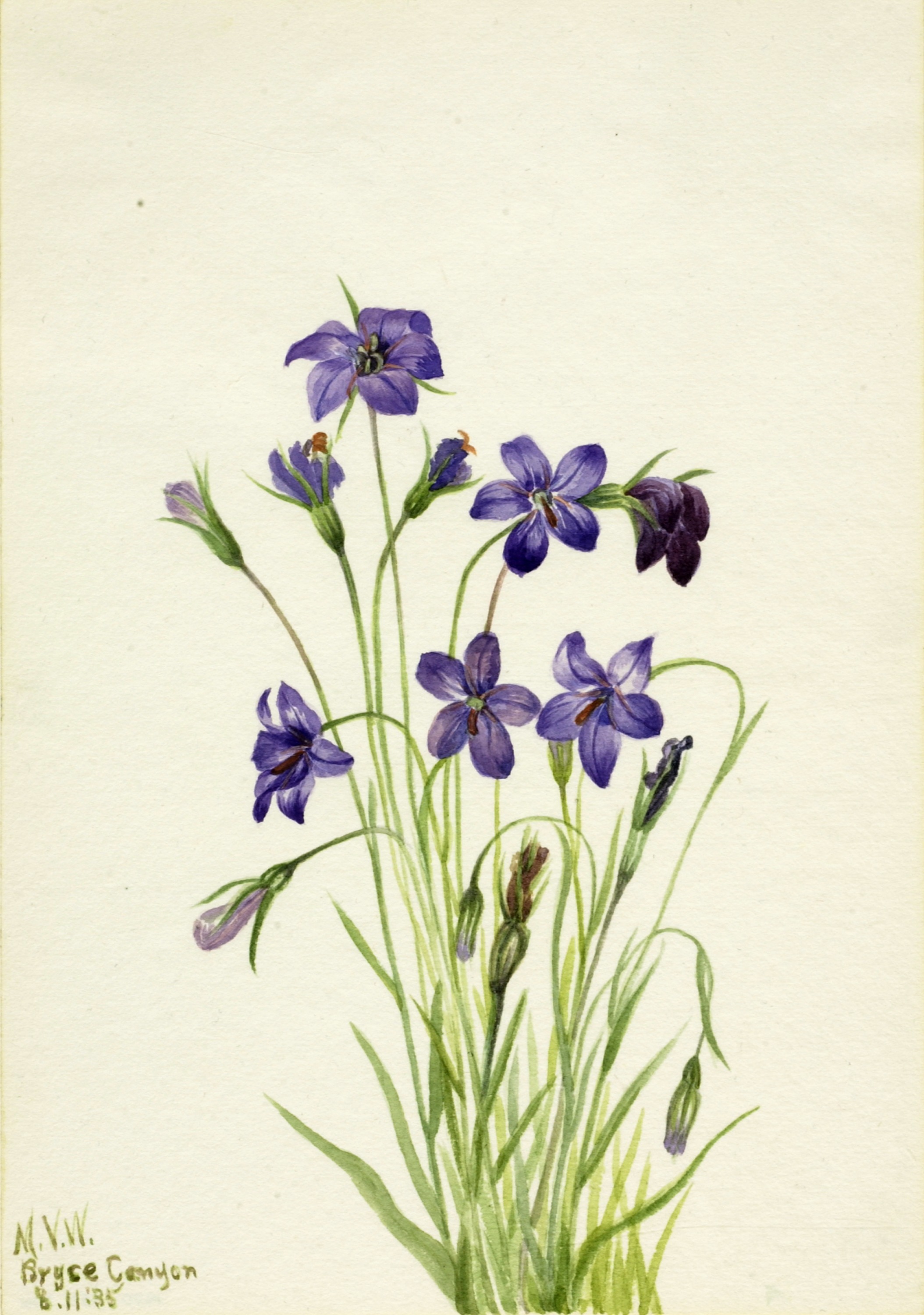 Mary Vaux Walcott, Bellflower (Campanula)