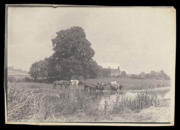 Gale, Lt. Col. Joseph, Cows Taking Water