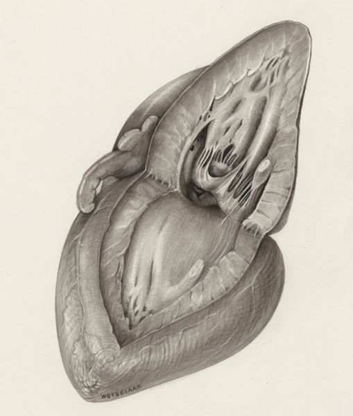 H.G Wetselaar, Heart
