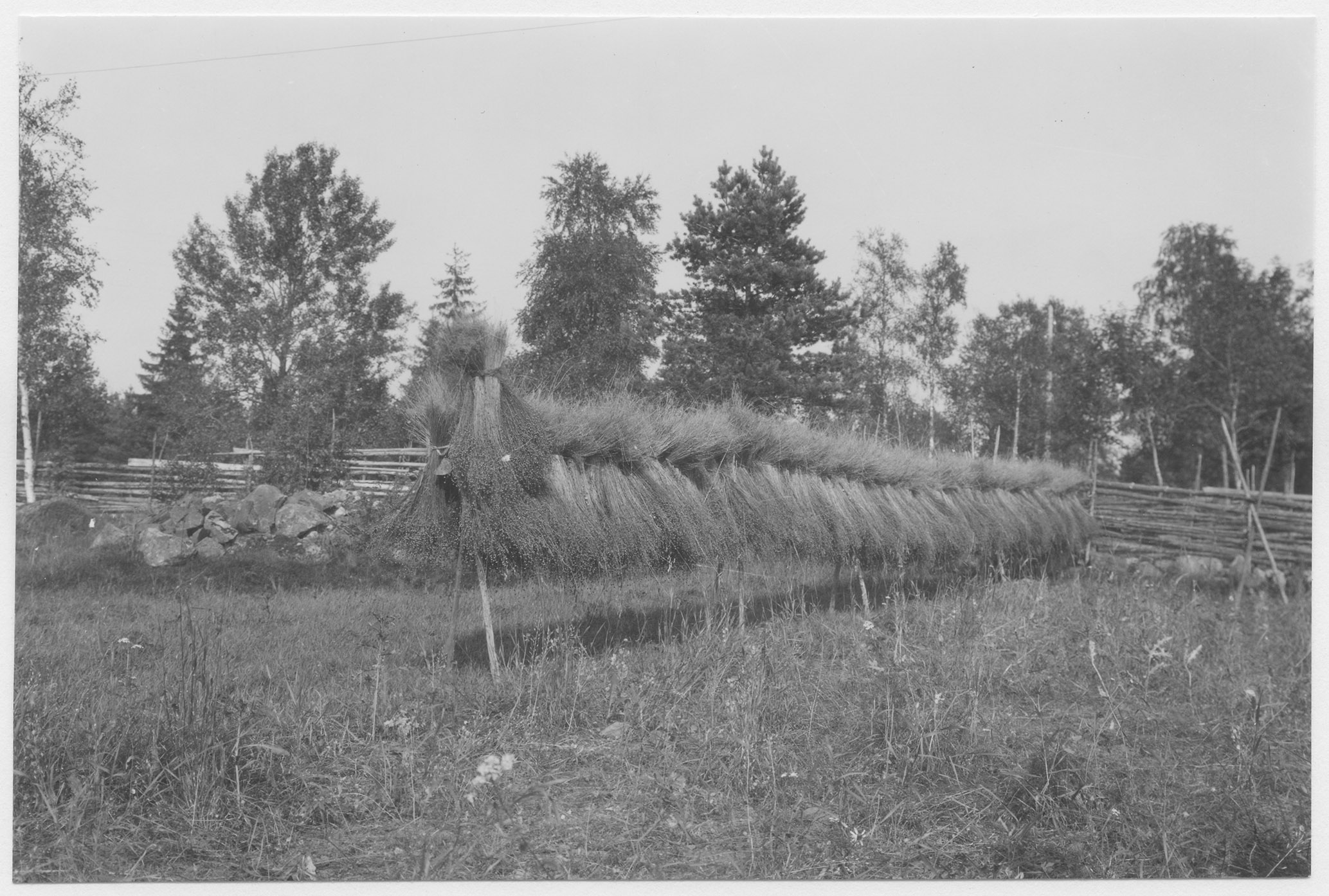 Mårten Sjöbeck, Rösum, linodling
