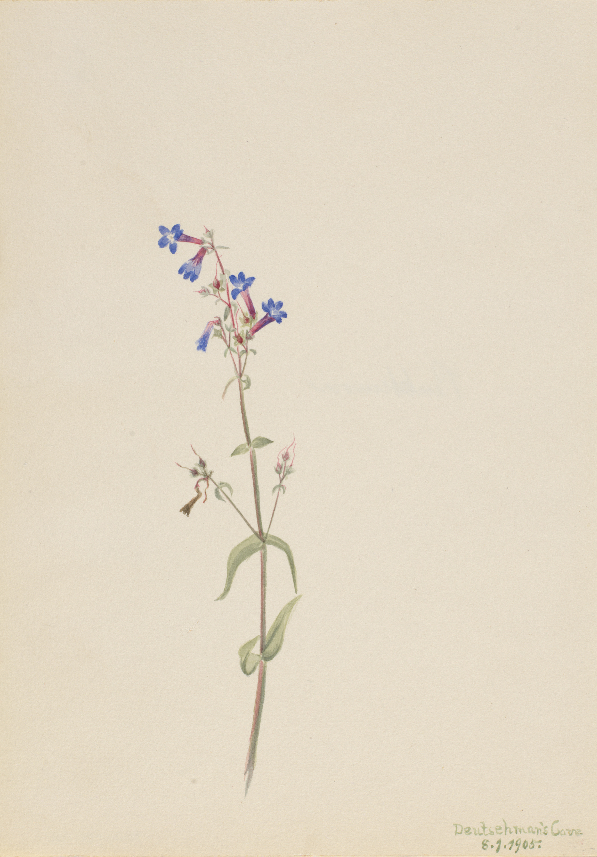 Mary Vaux Walcott, Pentstemon (Pentstemon procerus)