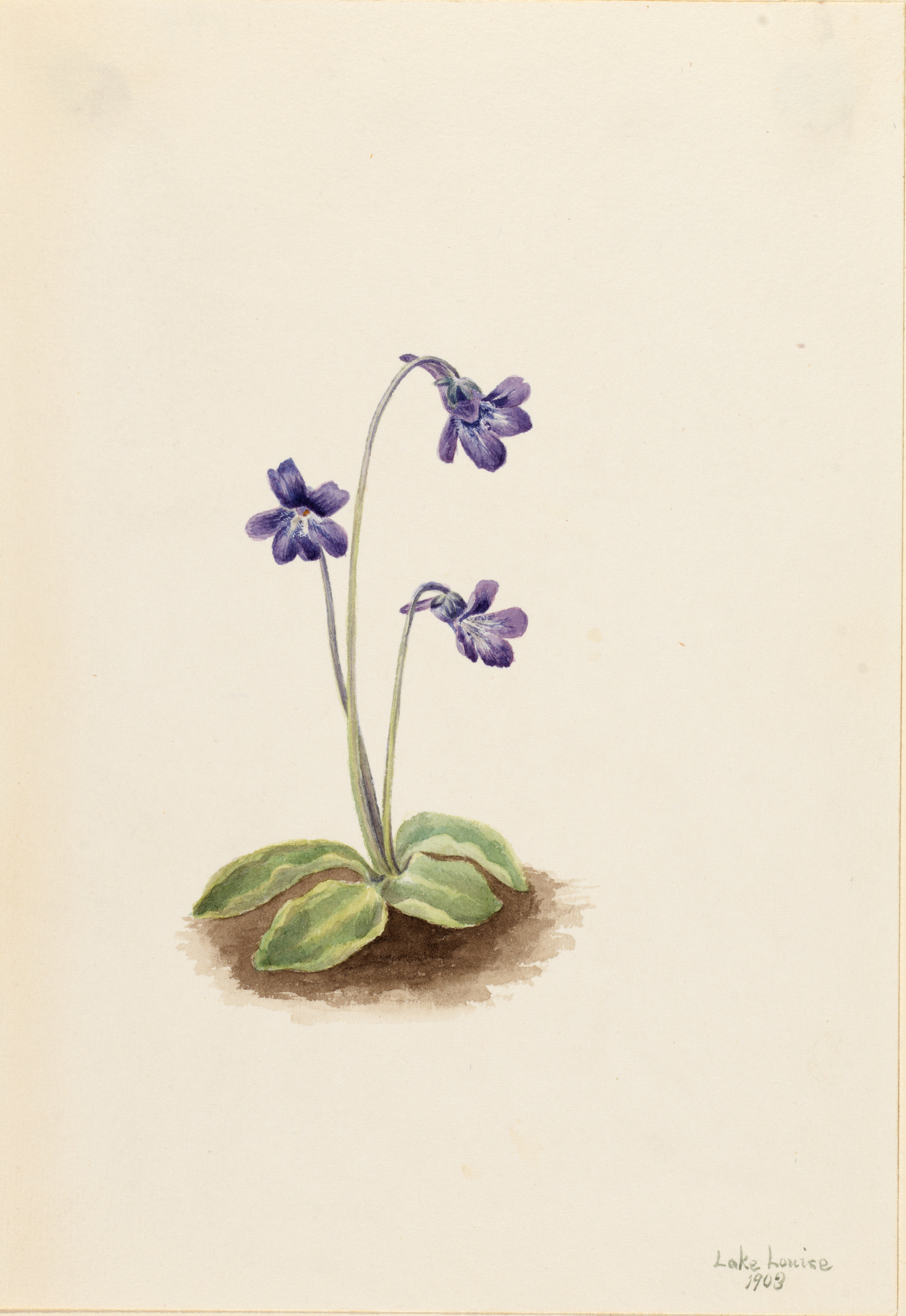 Mary Vaux Walcott, Northern Butterwort (Pinguicula vulgaris)
