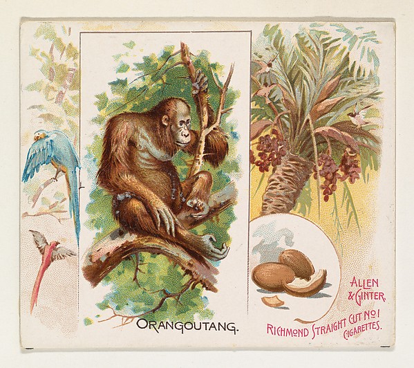 Allen & Ginter, Orangoutang, from Quadrupeds series (N41) for Allen & Ginter Cigarettes