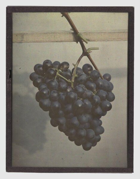 Unknown, Grapes