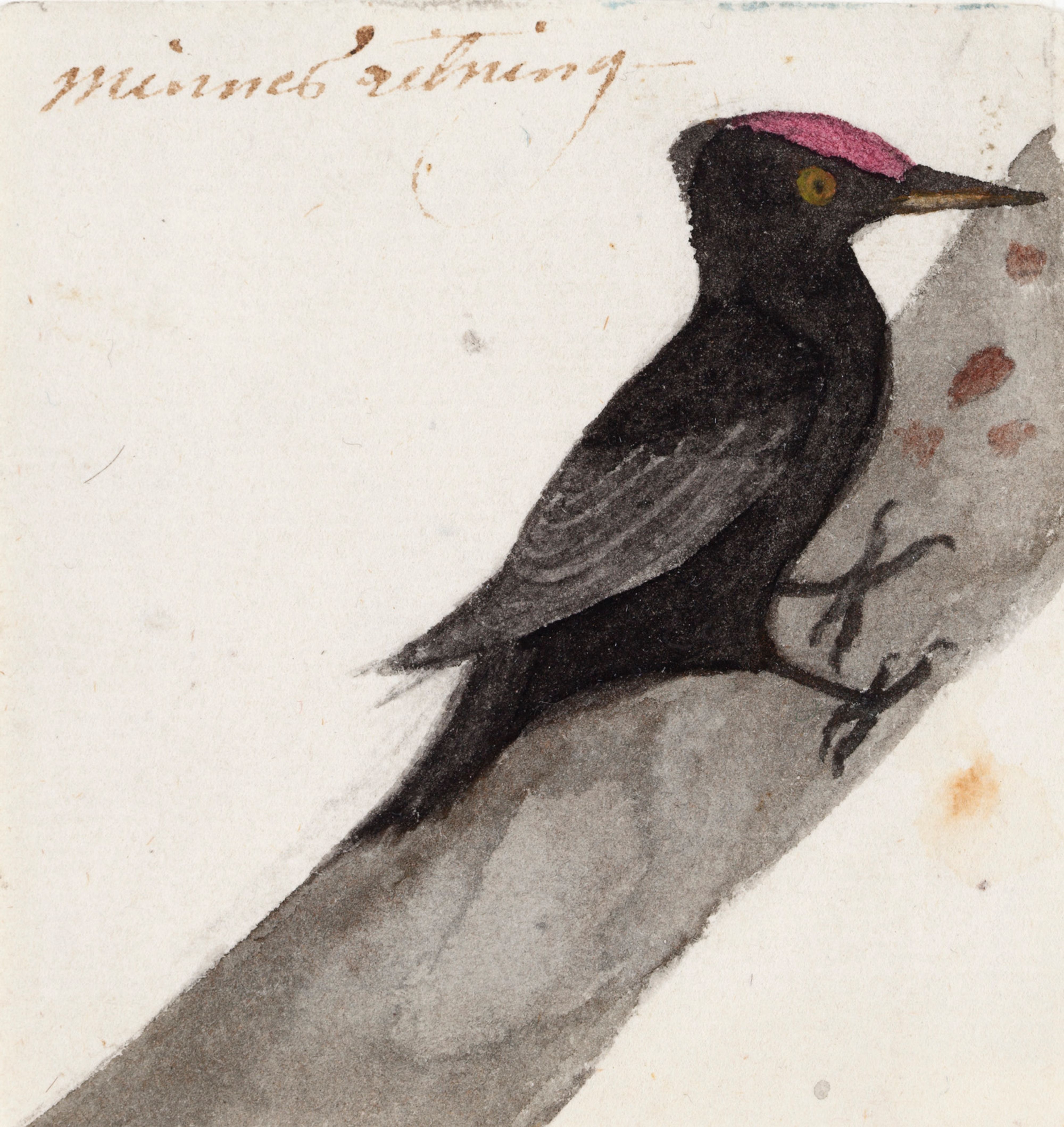 Ferdinand von Wright, The Great Black Woodpecker
