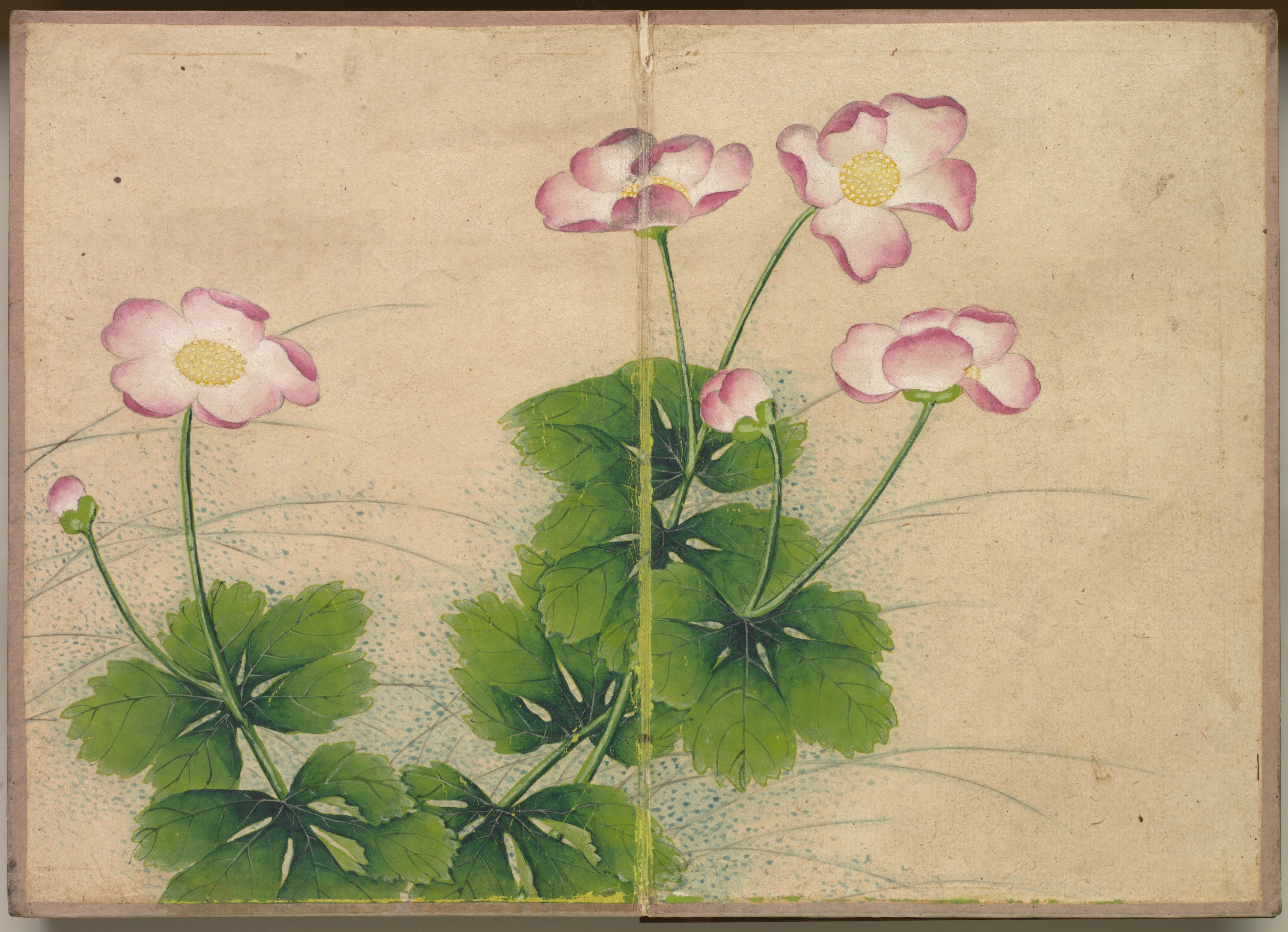 Zhang Ruoai, Desk Album: Flower and Bird Paintings (mallow flowers)