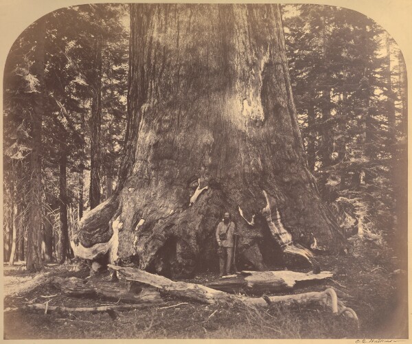 Carleton Watkins, [Section Grizzly Giant, Mariposa Grove]