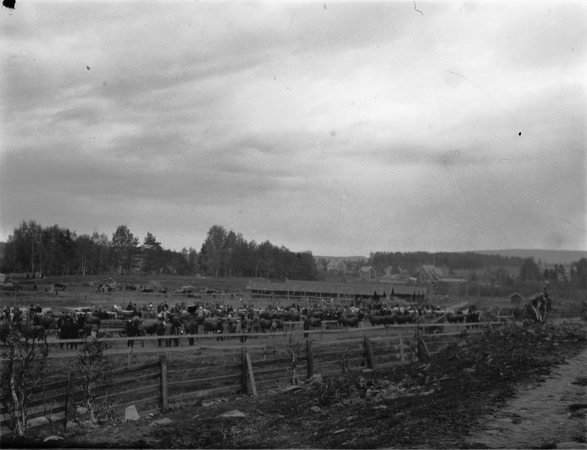 Ragnvald Andersen, Dyreutstilling, fesjå på Utstillingsplassen i Hamar.