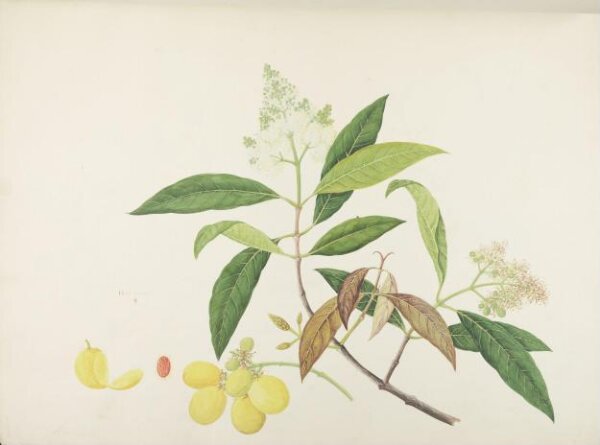 unknown, Flowers and Fruits