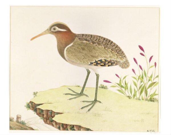 Unknown, Painted Snipe
