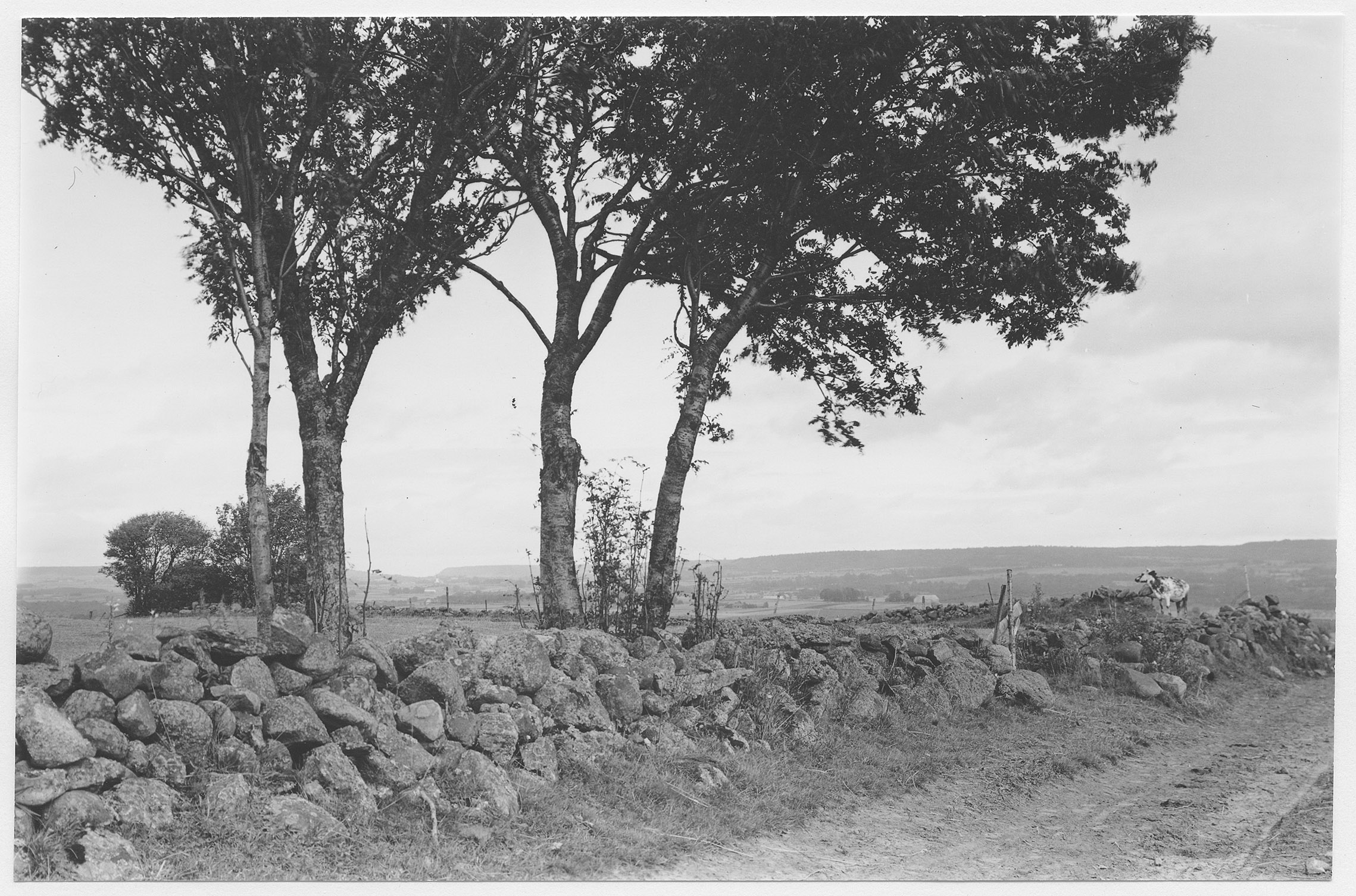 Mårten Sjöbeck, Falköping, "Nordfalan"