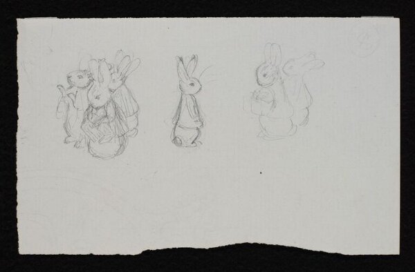 Potter, Beatrix, drawing