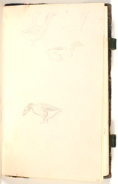 P.C. Skovgaard, Fem ænder