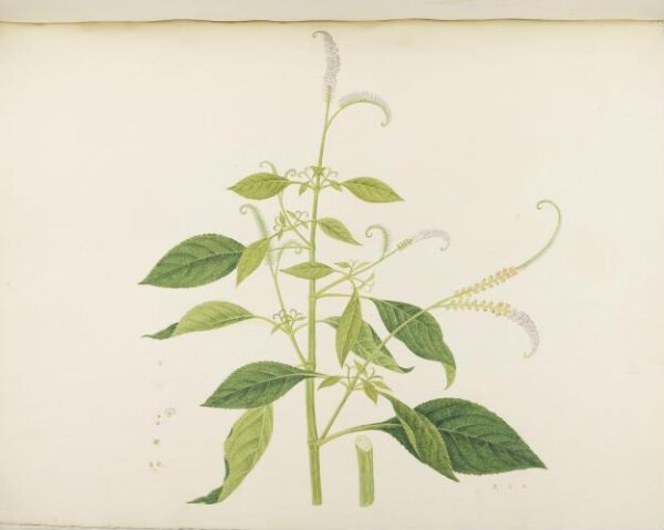 unknown, Flowers and Fruits