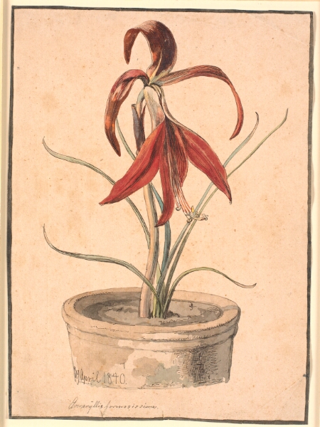 Johan Thomas Lundbye, Blomstrende Amaryllis