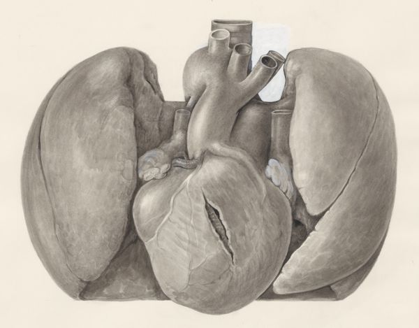 H.G Wetselaar, Heart and adjacent organs