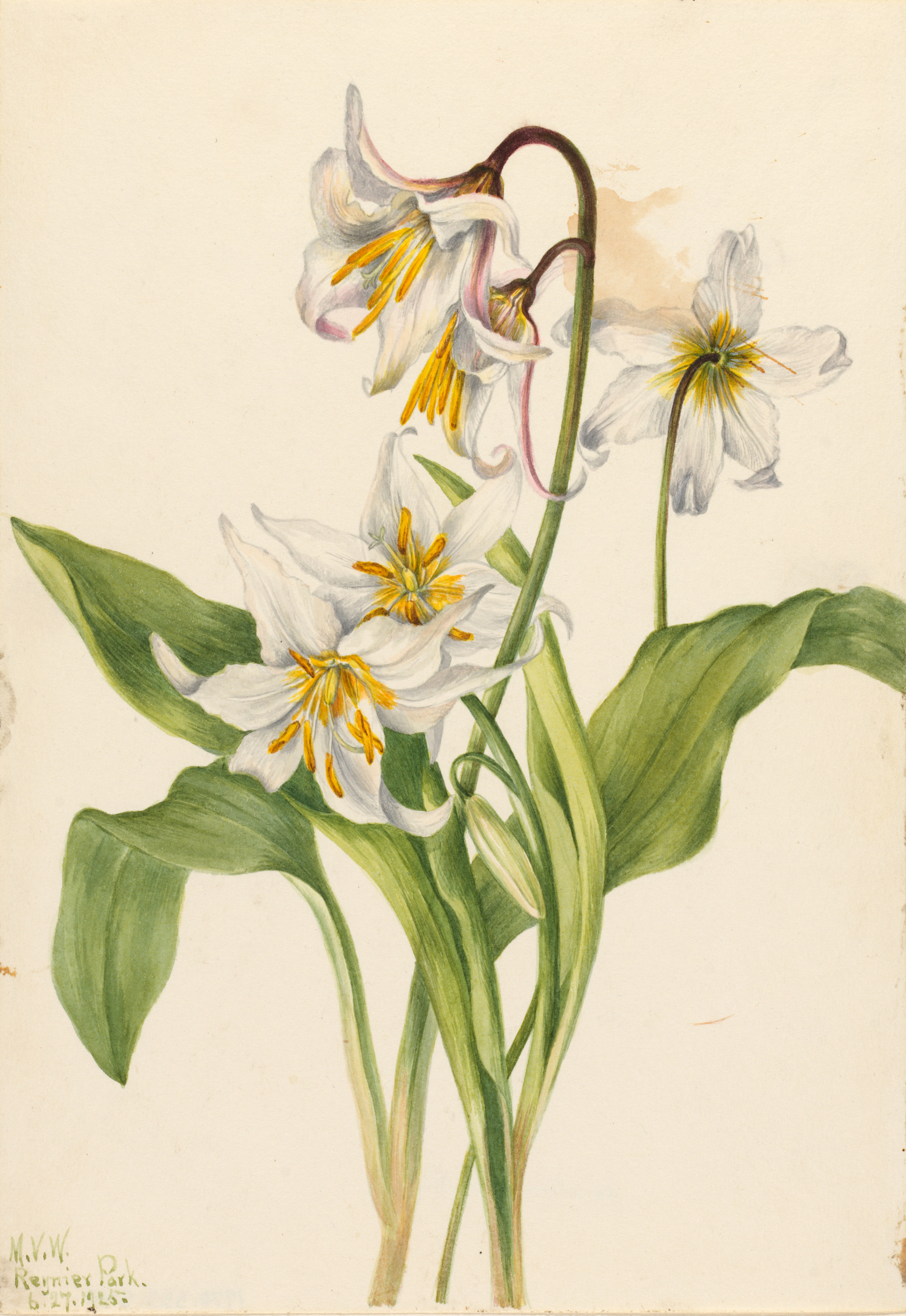 Mary Vaux Walcott, Avalanche Lily (Erythronium montanum)