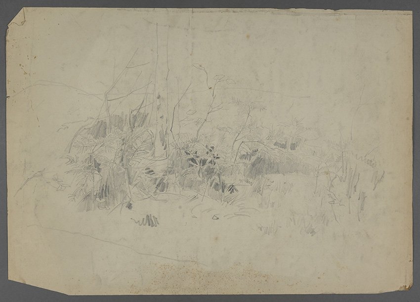 Karl Hagemeister, Waldinneres mit Farn, um 1886 (rückseitig: Wolkenstudie)