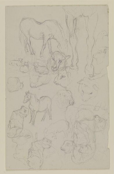 Potter, Beatrix, drawing