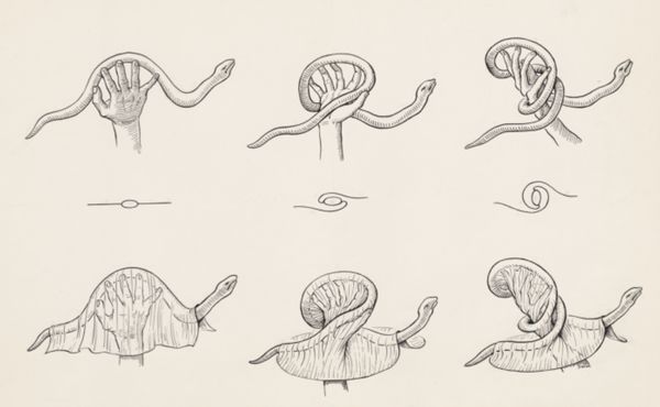 J Wetselaar-Whittaker, Snake and a covered snake wrapped around a hand in three ways
