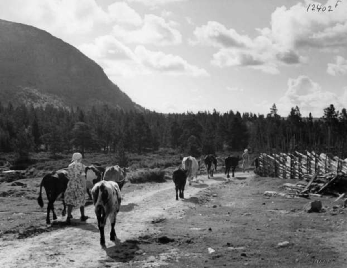 Anders Beer Wilse, -7889