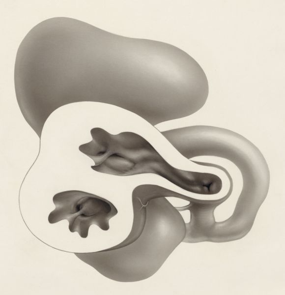 J Tinkelenberg, Embryonic heart