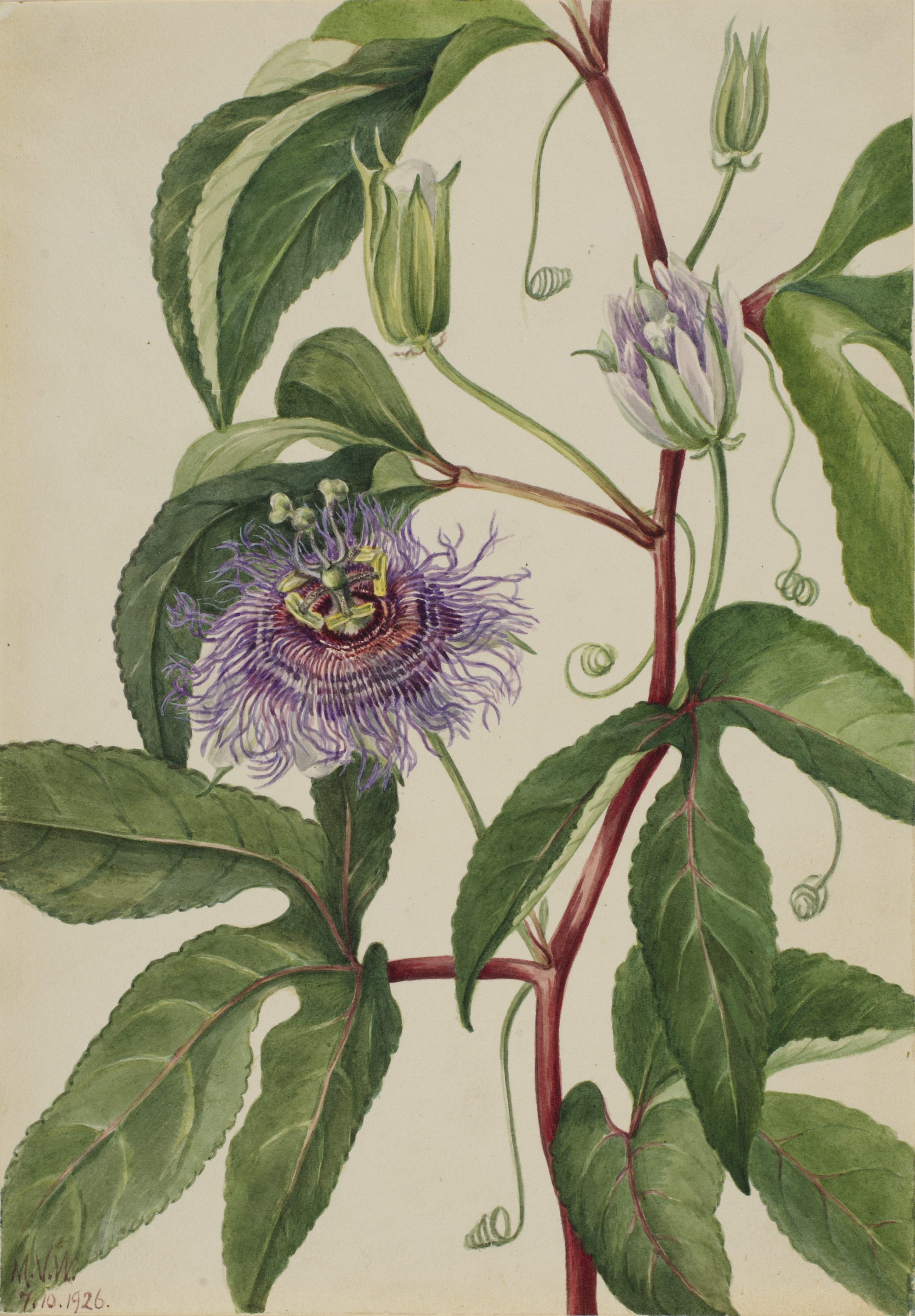 Mary Vaux Walcott, Maypop (Passiflora incarnata)