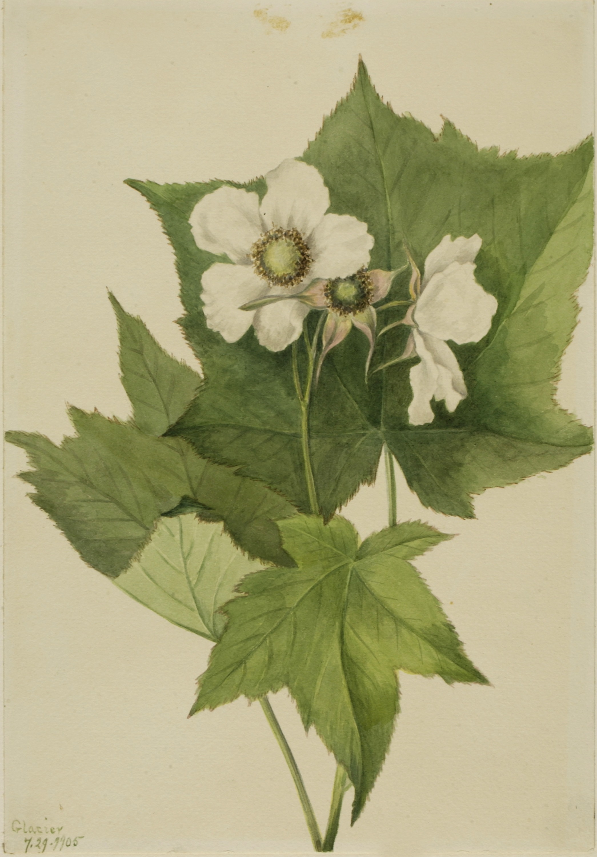 Mary Vaux Walcott, White Flowering Raspberry (Rubus parviflorus)