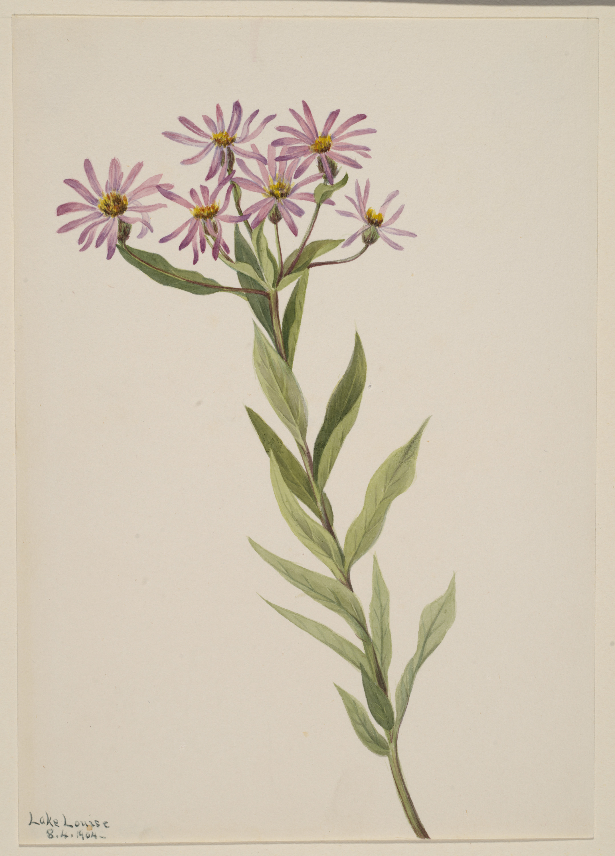 Mary Vaux Walcott, Aster Engelmann