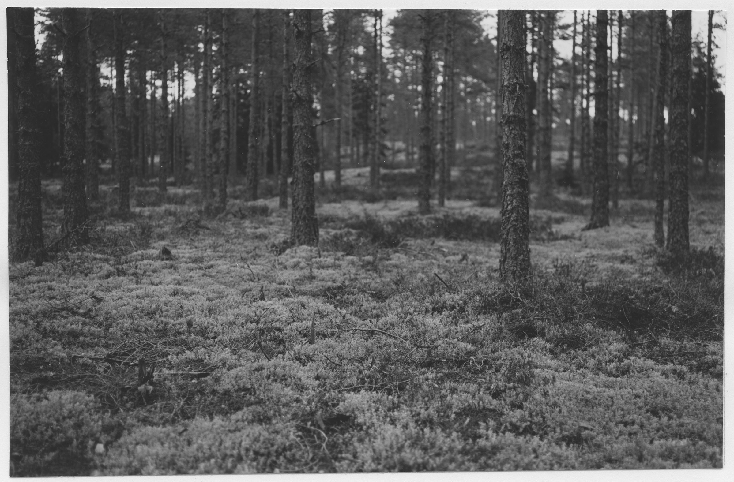 Mårten Sjöbeck, Herrfallsäng, tallskog kring Tripphultsjön