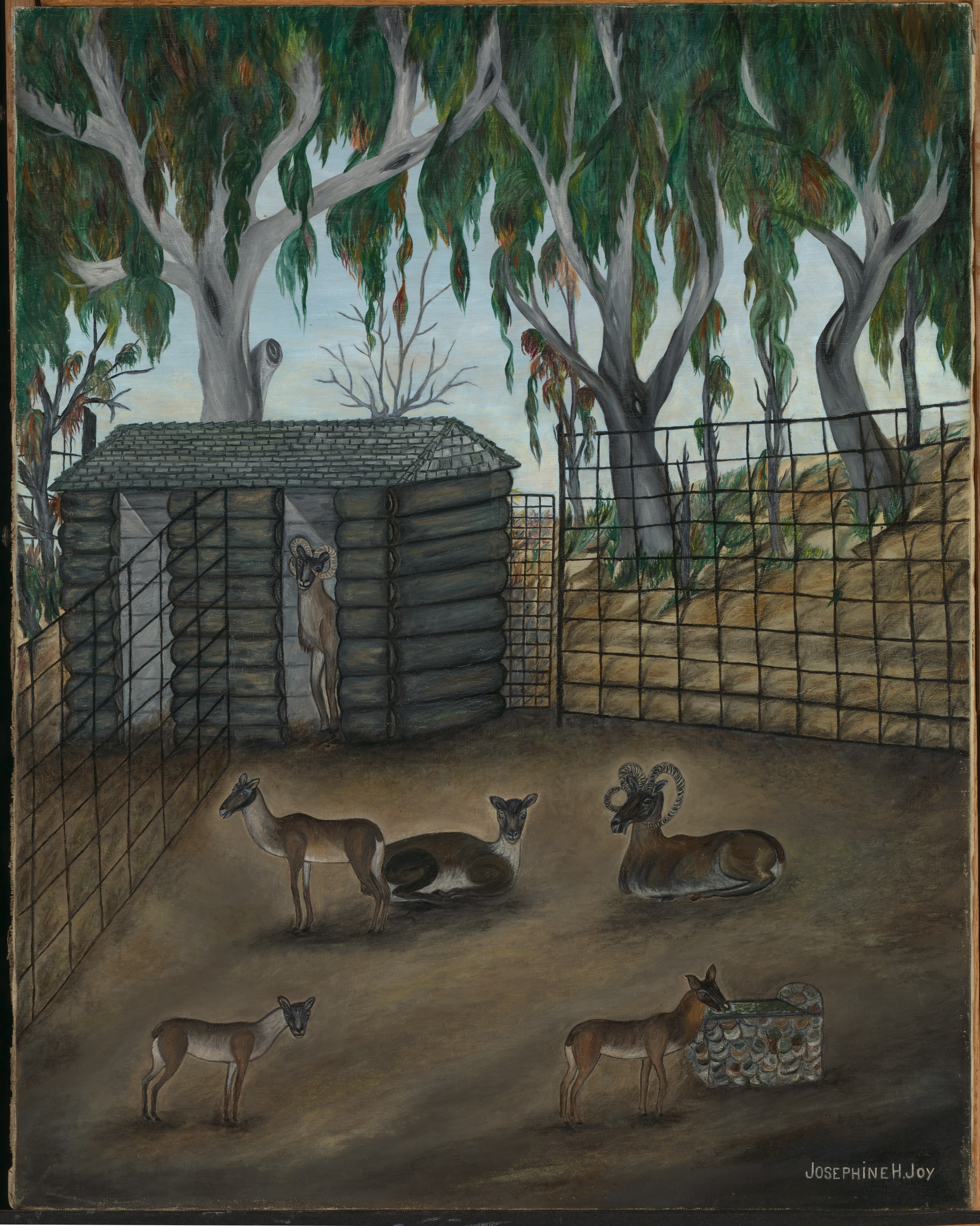 Josephine Joy, Moufflon--Bobtailed Sheep