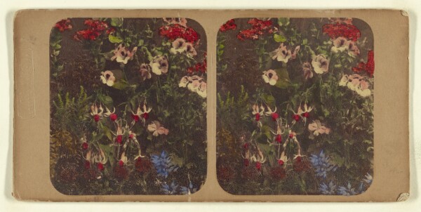 London Stereoscopic and Photographic Company, [Fuschias and other flowers]