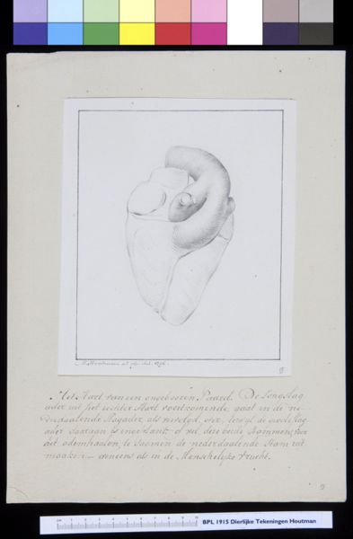 M Houtman, Animals: horse, heart