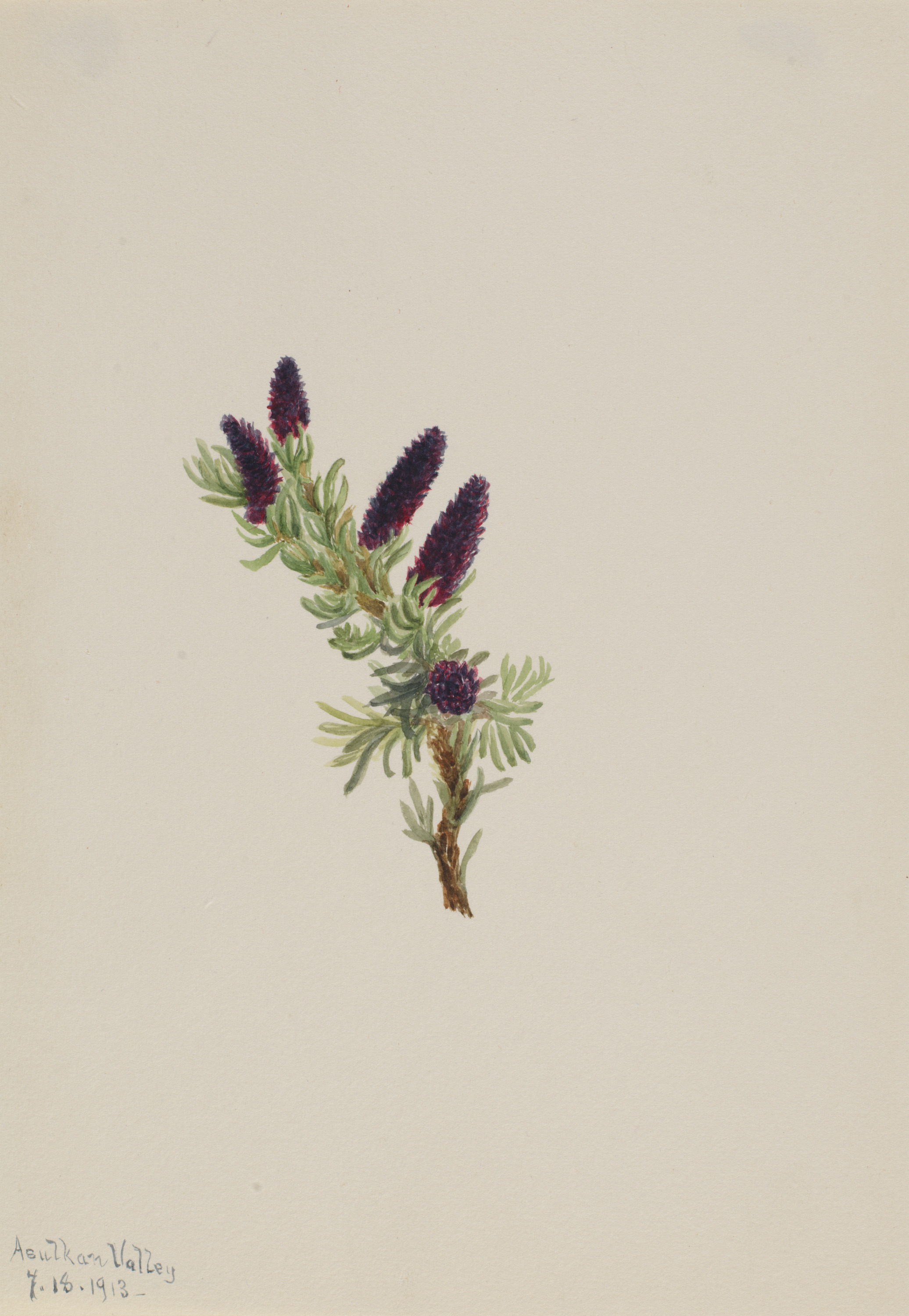Mary Vaux Walcott, Picea engelmanni