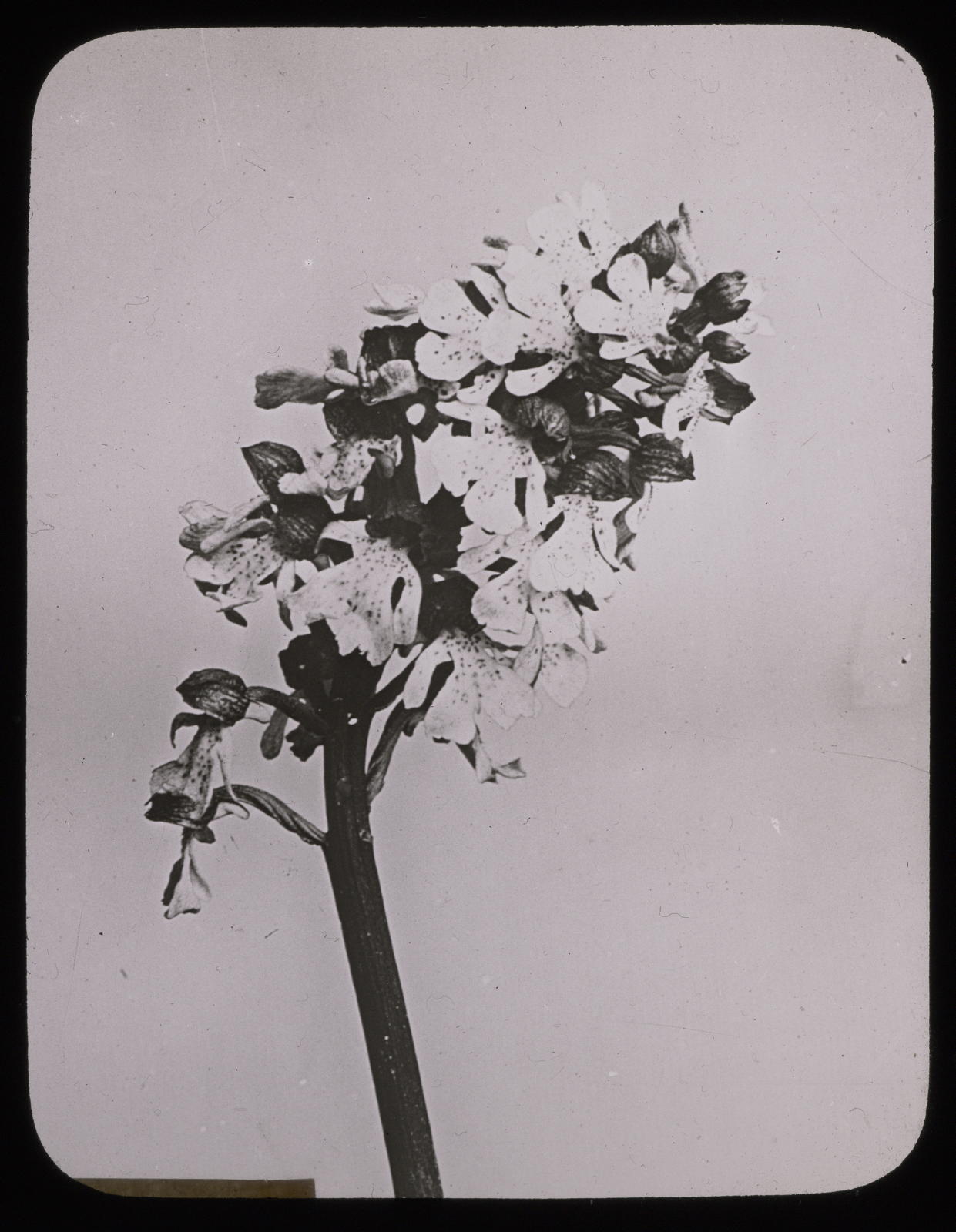 Desconegut, Orchis ustulata, infloresLes Fils d’ Émile Deyrolle